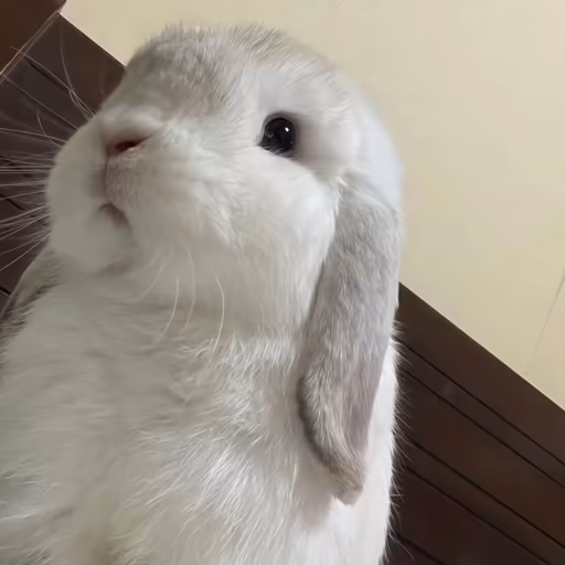 洛施